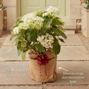 Hydrangea macrophylla 'Mariesii Perfecta' Shrubs
