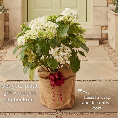 Hydrangea macrophylla 'Mariesii Perfecta' Shrubs