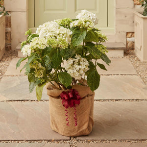 The Hydrangea Gift Shrubs