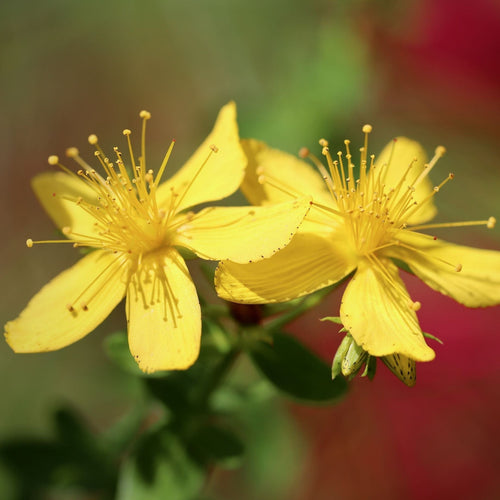 St John's Wort | Hypericum 'Hidcote' Shrubs