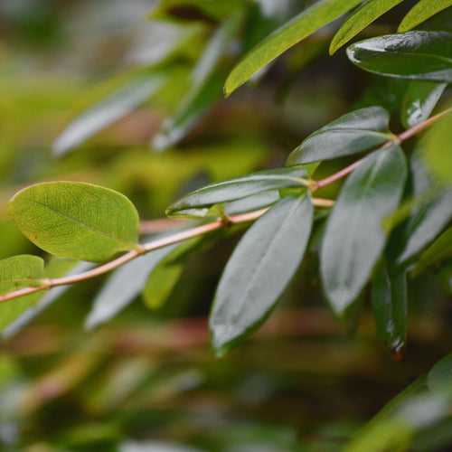St John's Wort | Hypericum 'Hidcote' Shrubs