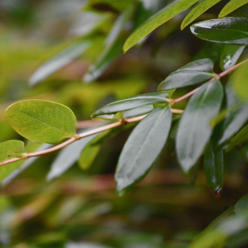 St John's Wort | Hypericum 'Hidcote' Shrubs