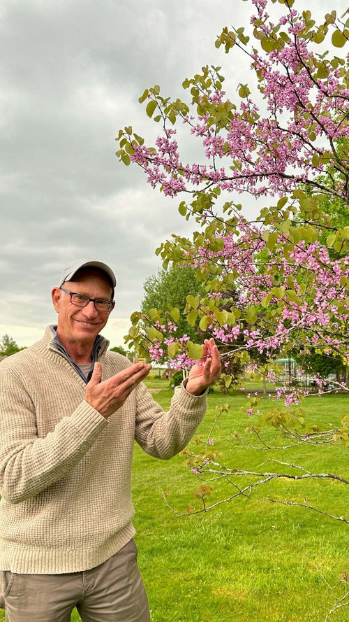 Ian reveals the secrets of the Judas tree