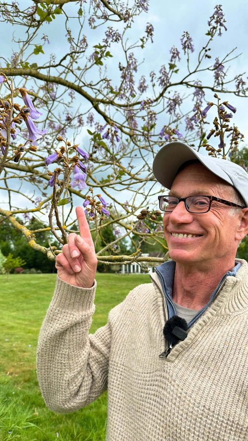 Why is the foxglove Ian's favourite tree?