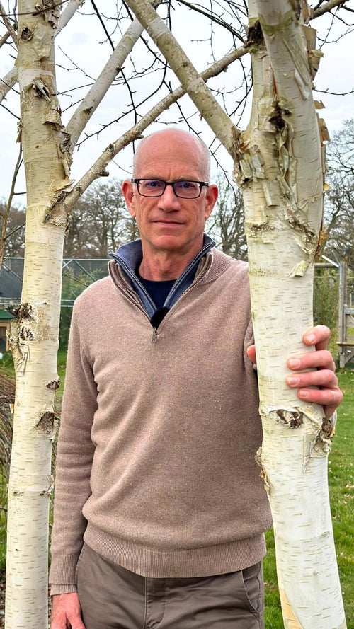 Why are Himalayan birch trees white?