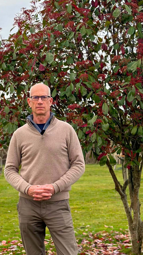 Why are photinia leaves red?