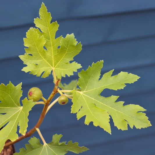 'Ice Crystal' Fig Tree Soft Fruit
