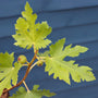 'Ice Crystal' Fig Tree Soft Fruit