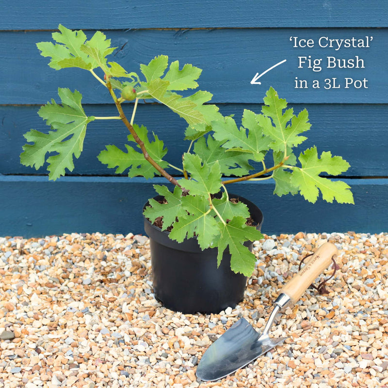 'Ice Crystal' Fig Tree Soft Fruit