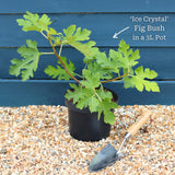 'Ice Crystal' Fig Tree Soft Fruit
