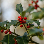 English Holly | Ilex aquifolium Ornamental Trees