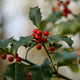 English Holly | Ilex aquifolium Ornamental Trees