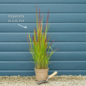 Japanese Blood Grass | Imperata cylindrica 'Red Baron' Perennial Bedding