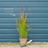 Japanese Blood Grass | Imperata cylindrica 'Red Baron' Perennial Bedding