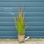 Japanese Blood Grass | Imperata cylindrica 'Red Baron' Perennial Bedding