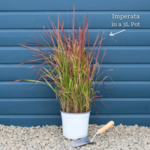 Japanese Blood Grass | Imperata cylindrica 'Red Baron' Perennial Bedding