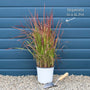 Japanese Blood Grass | Imperata cylindrica 'Red Baron' Perennial Bedding