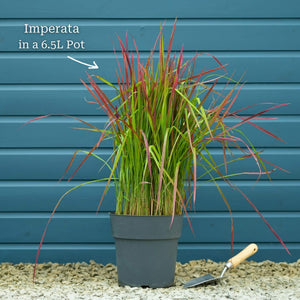 Japanese Blood Grass | Imperata cylindrica 'Red Baron' Perennial Bedding