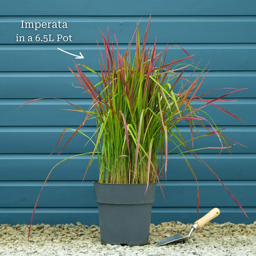 Japanese Blood Grass | Imperata cylindrica 'Red Baron' Perennial Bedding