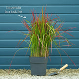 Japanese Blood Grass | Imperata cylindrica 'Red Baron' Perennial Bedding