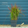 Japanese Blood Grass | Imperata cylindrica 'Red Baron' Perennial Bedding