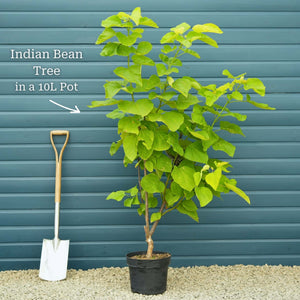 Indian Bean Tree | Catalpa bignonioides 'Aurea' Ornamental Trees