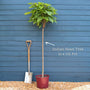 Indian Bean Tree | Catalpa bignonioides 'Nana' Ornamental Trees