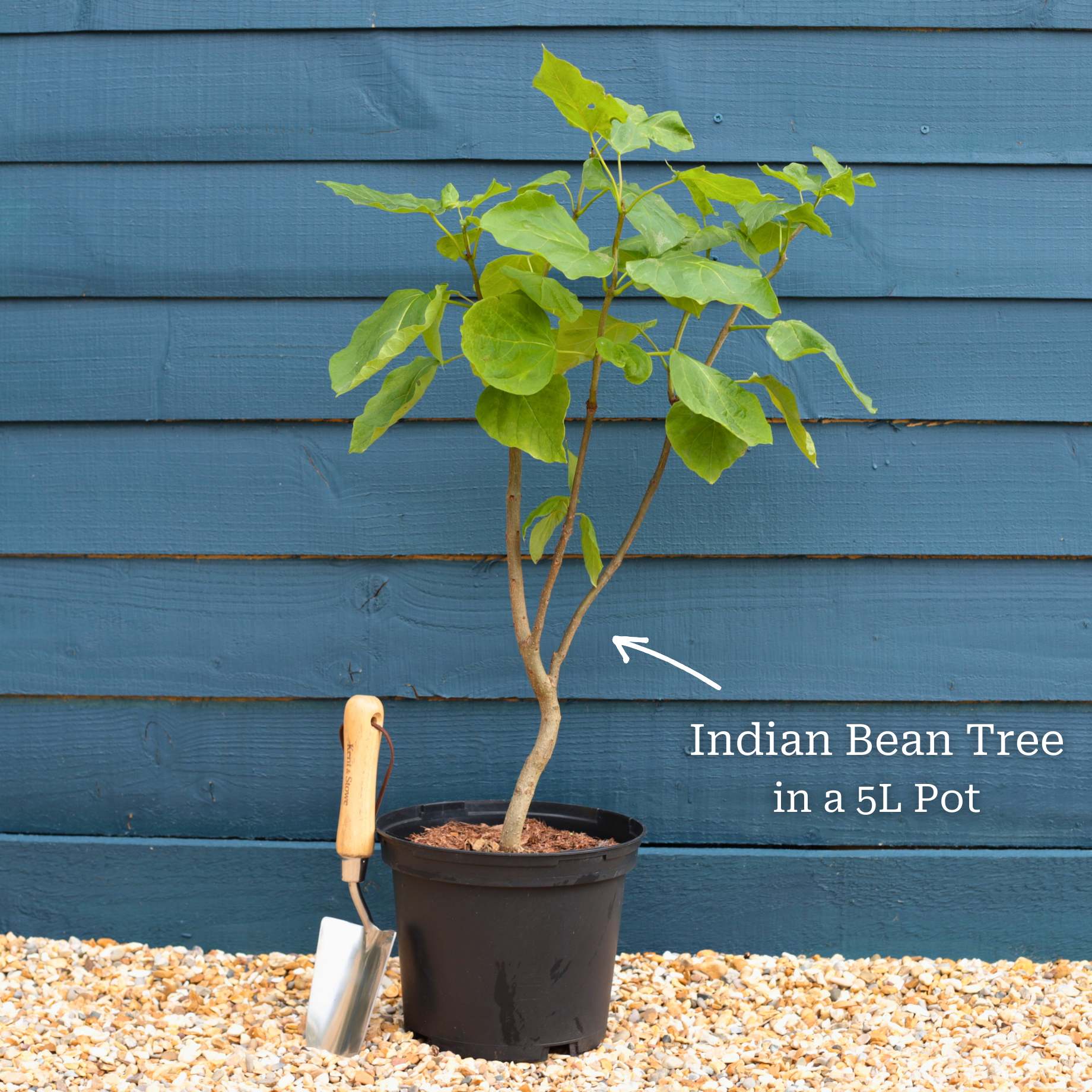 Ban Tree Types Of Indian Bean Tree