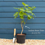 Indian Bean Tree | Catalpa bignonioides 'Aurea' Ornamental Trees