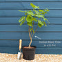 Indian Bean Tree | Catalpa bignonioides 'Aurea' Ornamental Trees