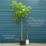 Indian Bean Tree | Catalpa bignonioides 'Aurea' Ornamental Trees