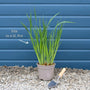 Iris ensata 'Variegata' Perennial Bedding