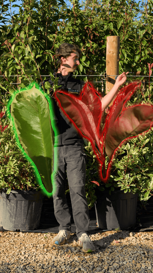 Is photinia 'Red Robin' evergreen?