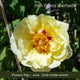 The Peony Gift Gift Option