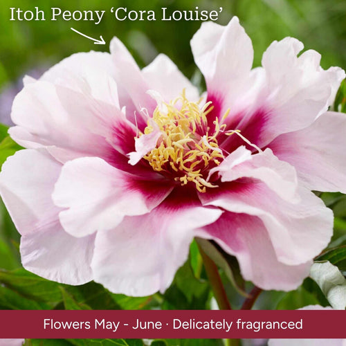 The Peony Gift Gift Option