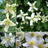 Designer Clematis Collection Climbing Plants