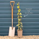 Variegated Ivy | Hedera colchica 'Dentata Variegata' Climbing Plants