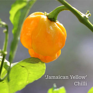 Our Growers' Best Grafted Chilli Plants Collection Vegetables