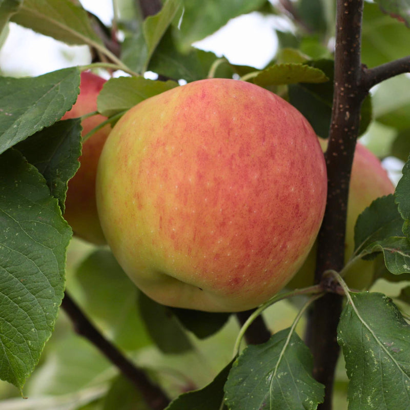 'James Grieve' Apple Tree Fruit Trees