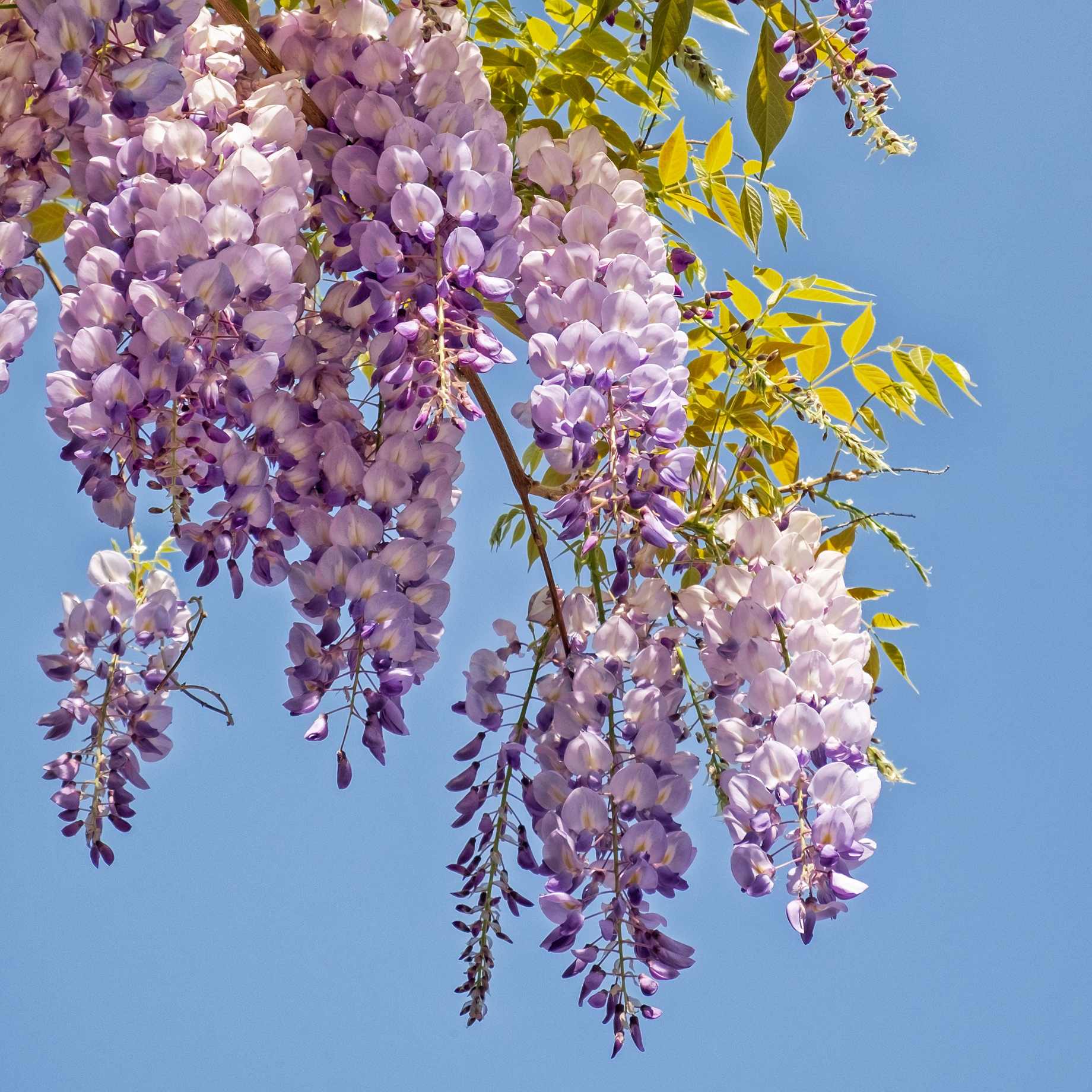 Japanese Wisteria | Wisteria floribunda 'Royal Purple'