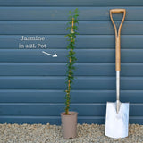 Common Jasmine | Jasminum officinale Climbing Plants