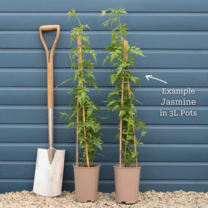 Yellow Star Jasmine | Trachelospermum jasminoides 'Star of Tuscany' Climbing Plants
