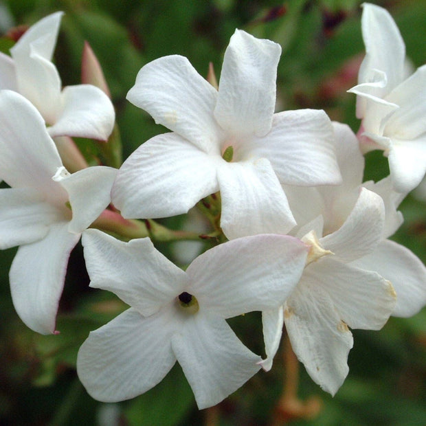 Common Jasmine | Jasminum officinale Climbing Plants