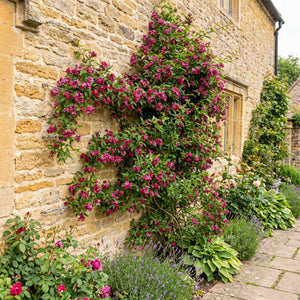 Red Jasmine | Jasminum beesianum Climbing Plants