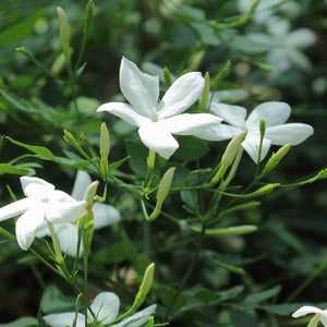 Common Jasmine | Jasminum officinale Climbing Plants