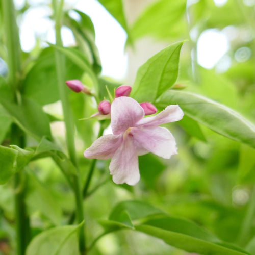 Stephan Jasmine | Jasminum x stephanense Climbing Plants