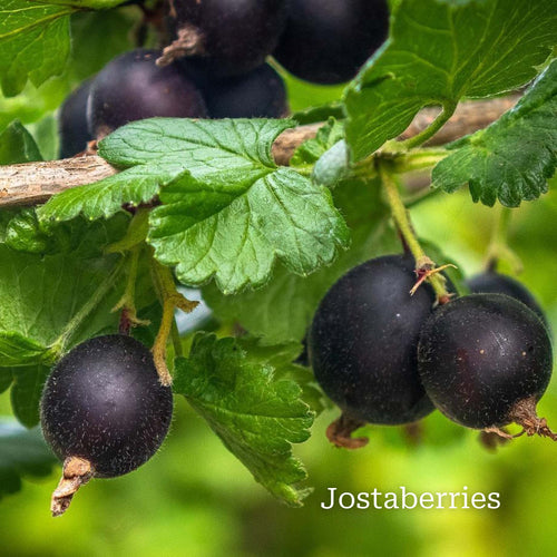 Unusual Berry Collection Soft Fruit