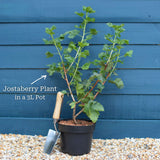 Jostaberry Plant Soft Fruit