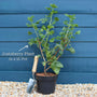 Jostaberry Plant Soft Fruit