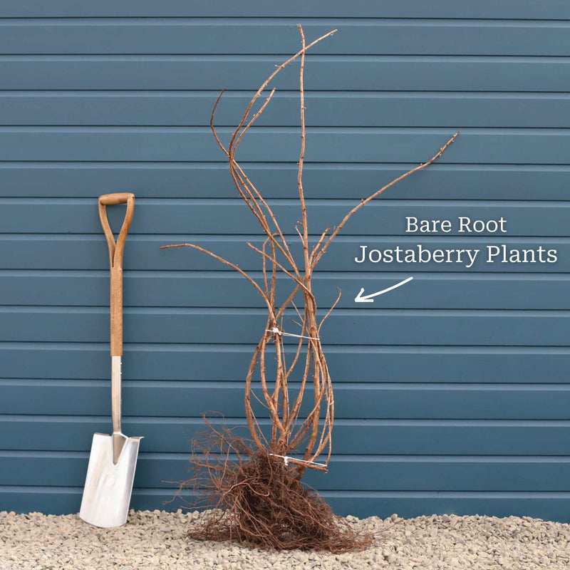 Jostaberry Plant Soft Fruit